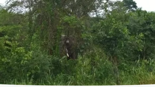 forest and elephant