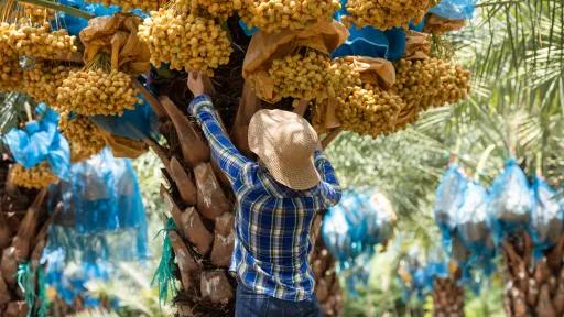 dates_palm tree