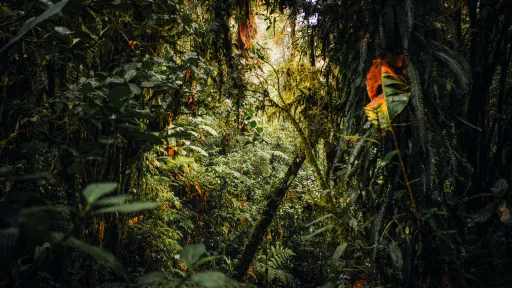 Natural Resources & Environment