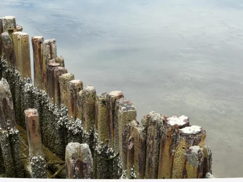 pier wood in water