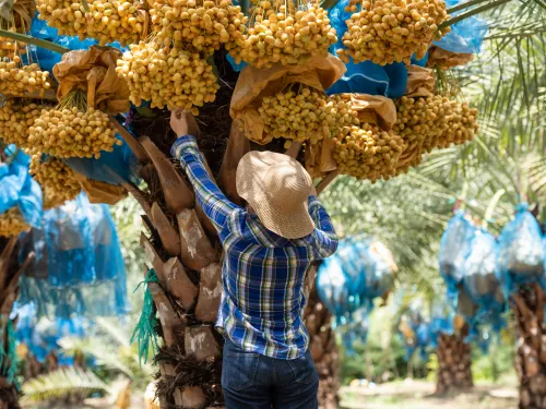 dates_palm tree