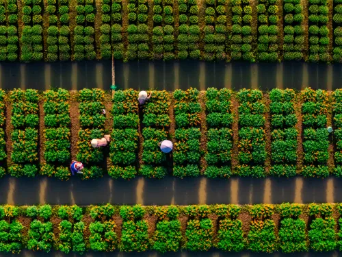 Gestion de l'irrigation